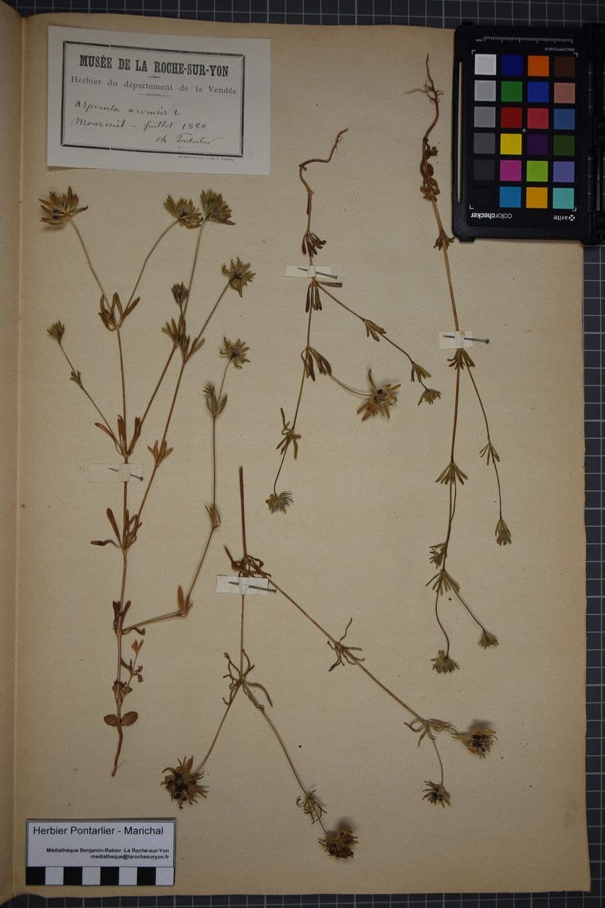 Asperula 22
