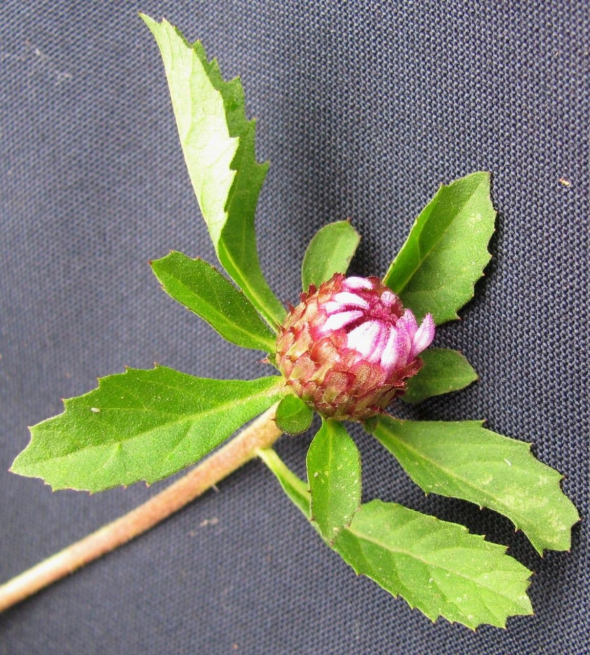 Centratherum punctatum 21
