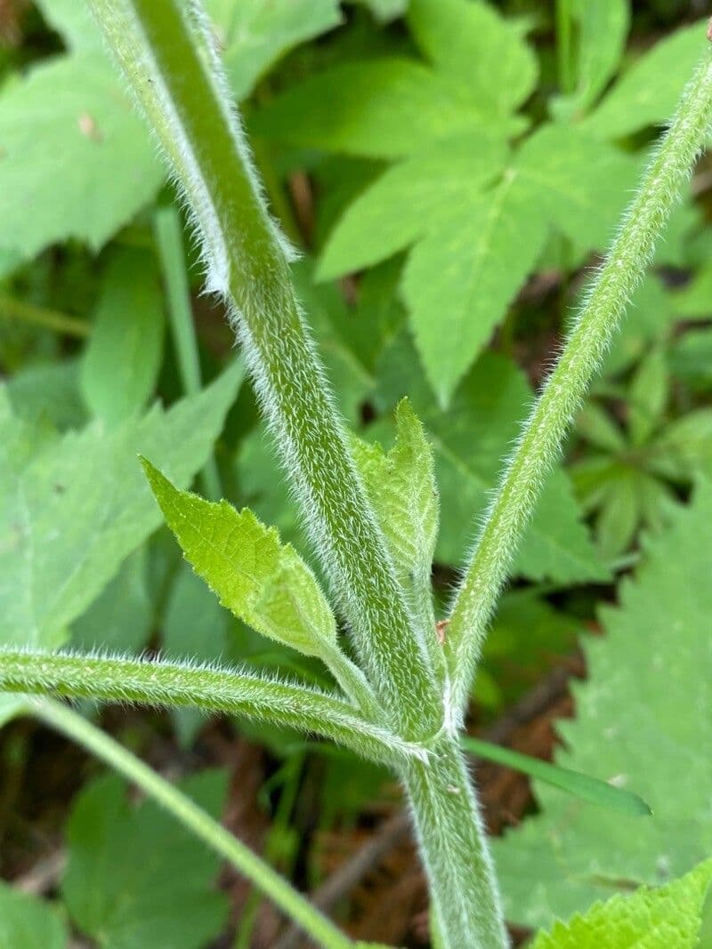 Salvia vischiosa 24