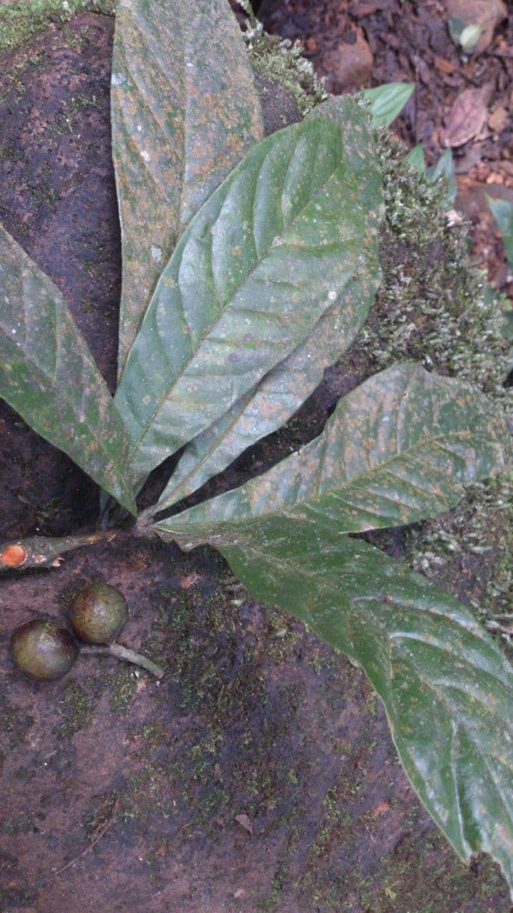 Meliosma 7