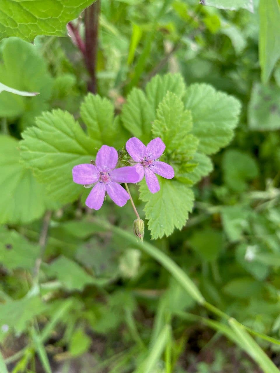 Erodium aethiopicum 8