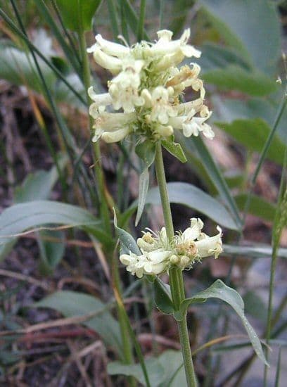 Penstemon 4