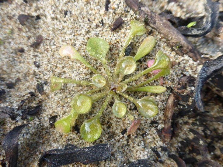 Claytonia 8