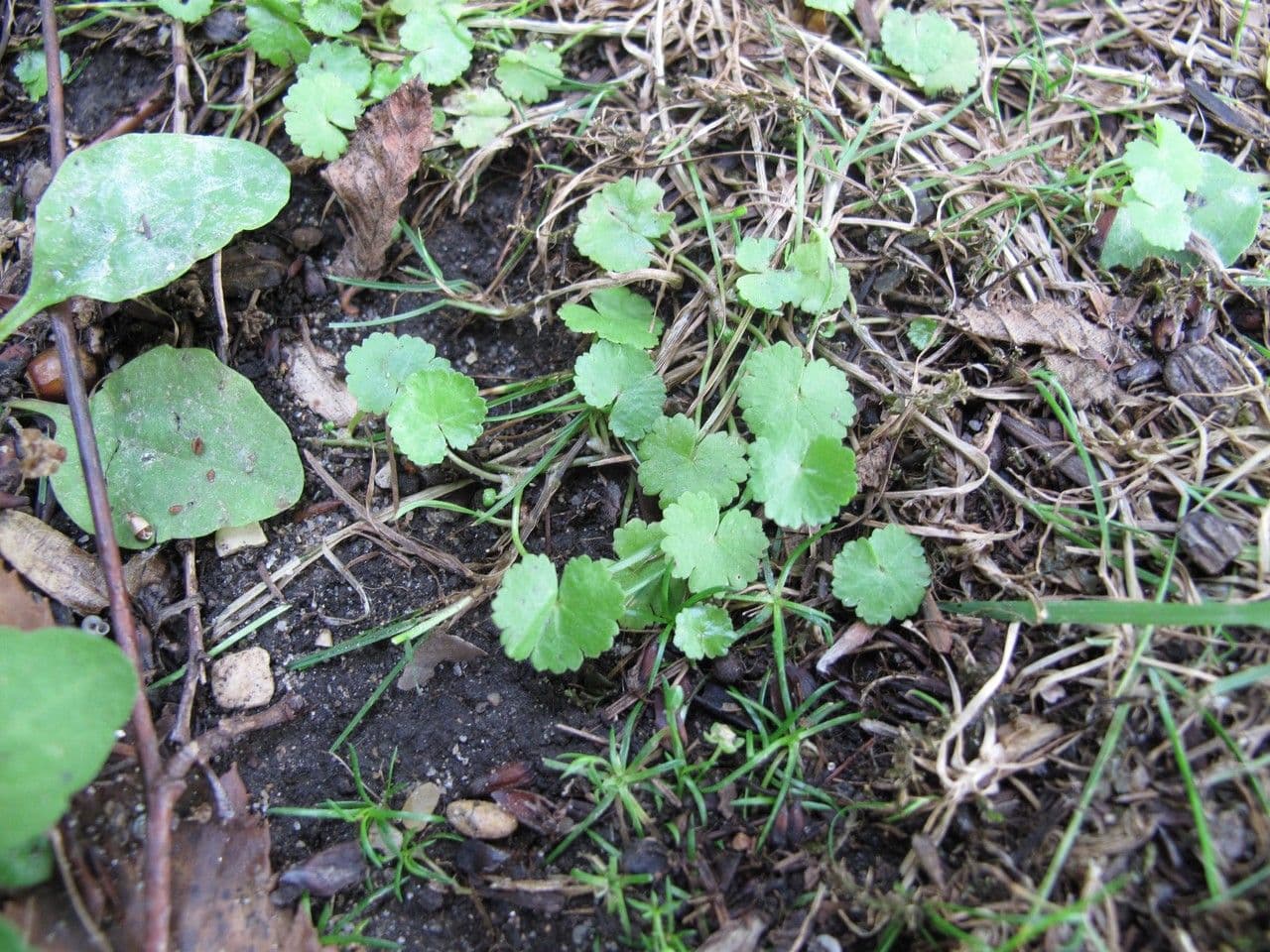 Hydrocotyle sibthorpioides 13