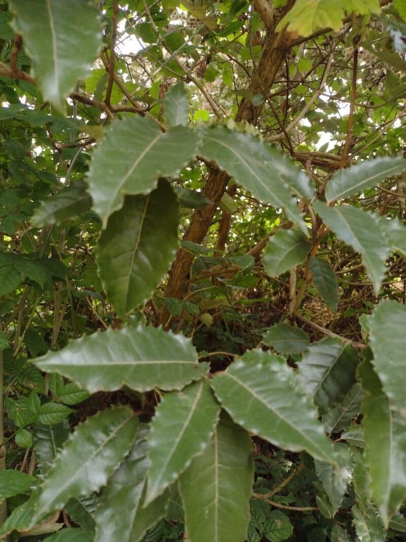 Olearia macrodonta 14