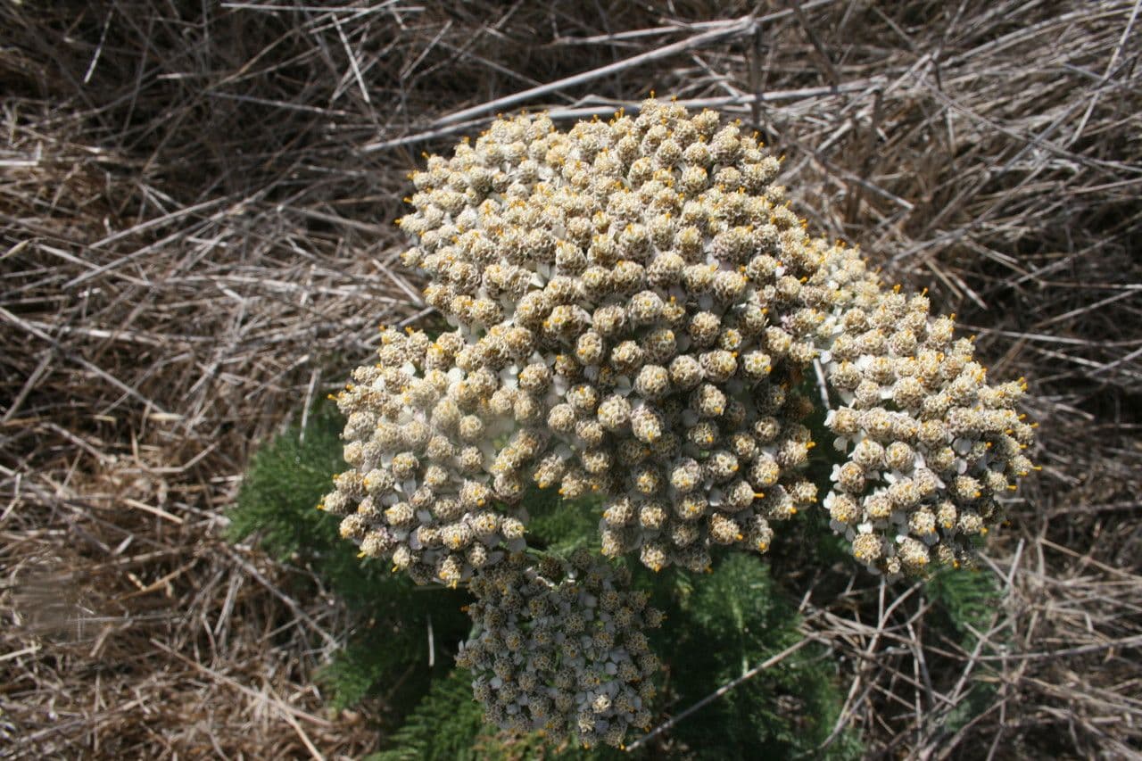 Achillée millefeuille 5