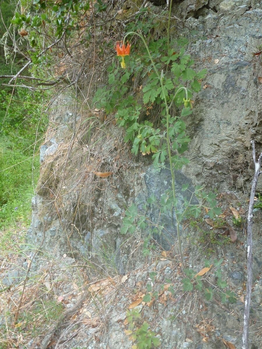 Akelei 6