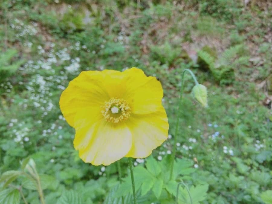 Wald-Scheinmohn 10