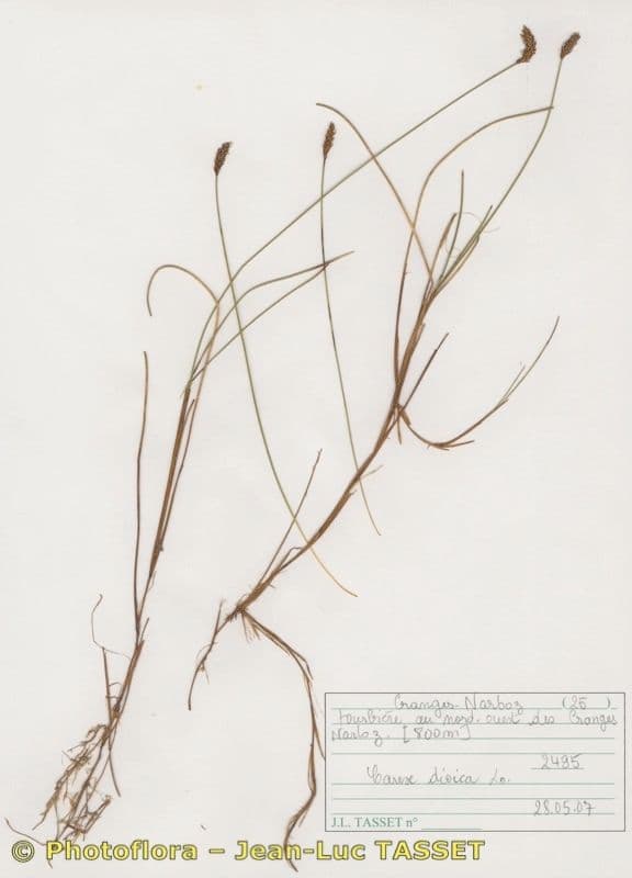 Carice dioica 12