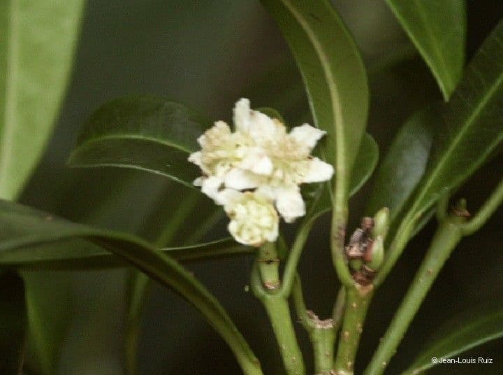 Baloghia 8