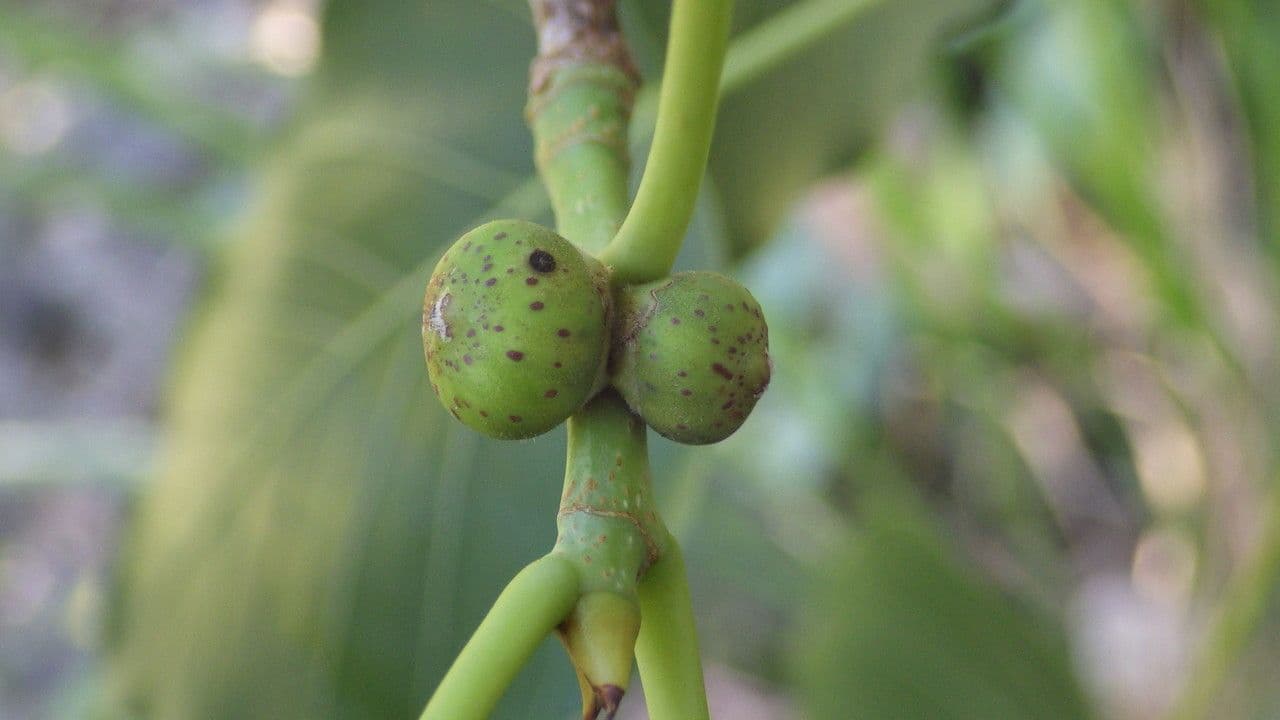 Cordia myxa