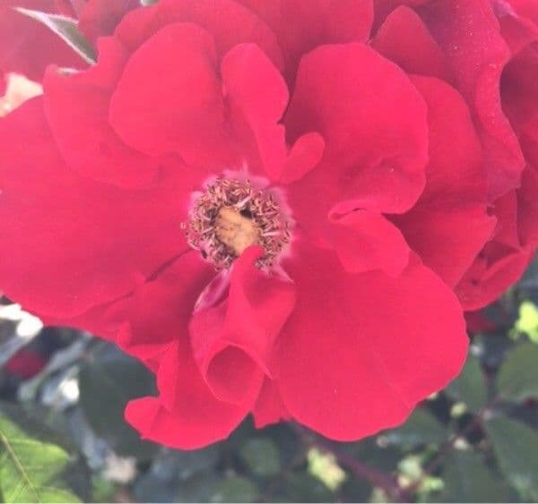 Moyes-Rose 7