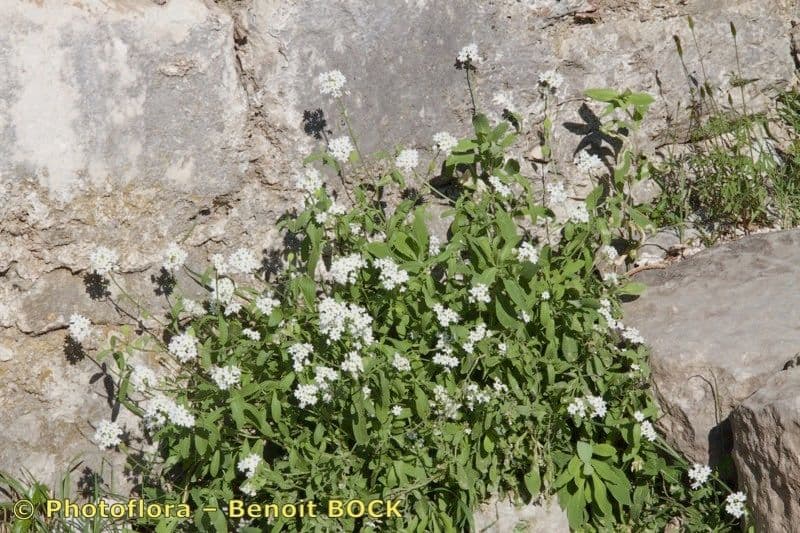 Berteroa mutabilis 5