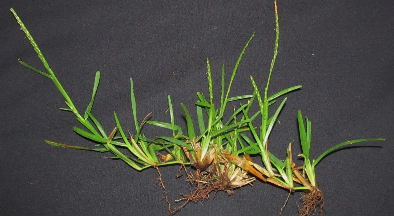 Erba pimento 26
