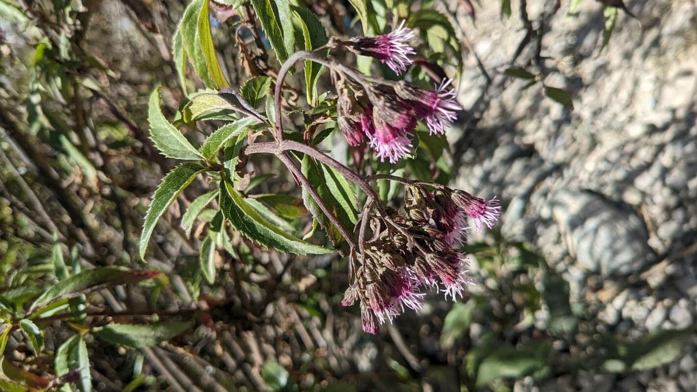 Chromolaena 3