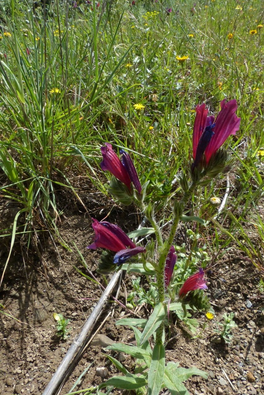 Echium cretico 16