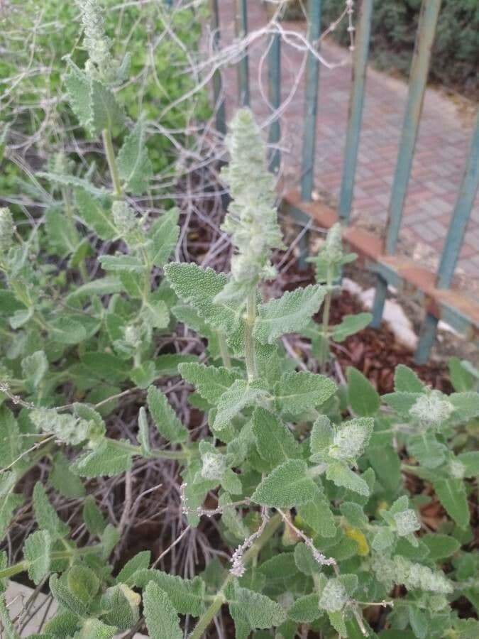 Salvia dominica 7
