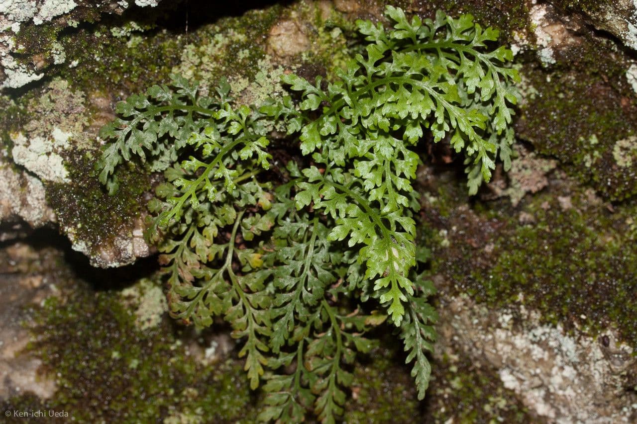 Asplénium de montagne 4