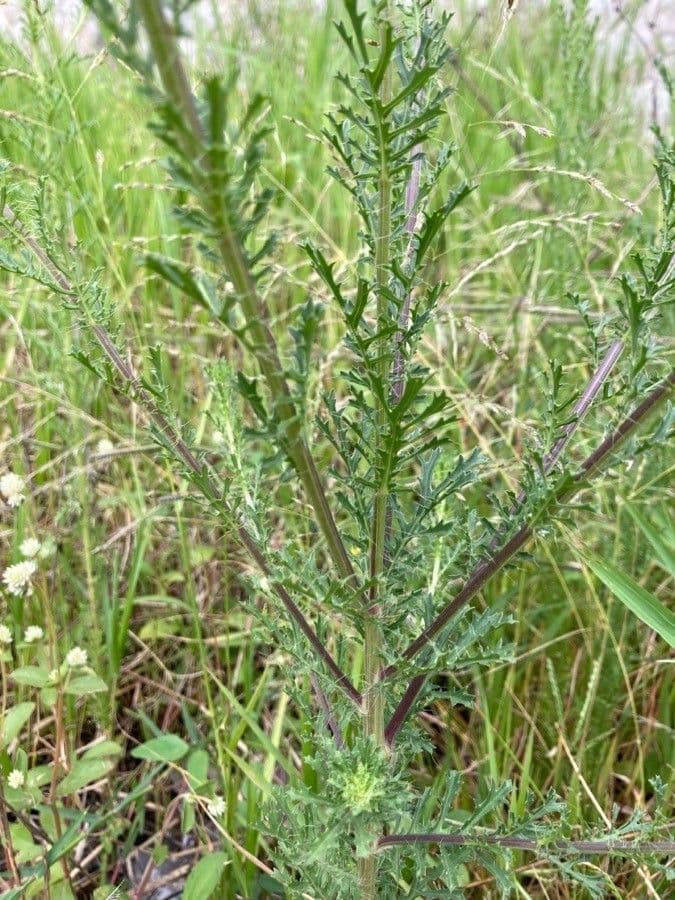 Poreleaf Dogweed 11
