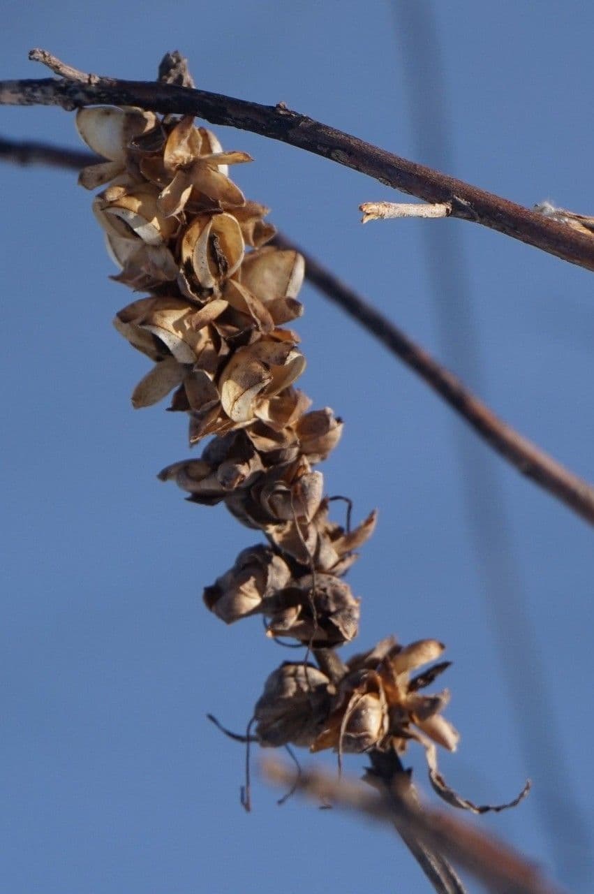 Chelone glabra