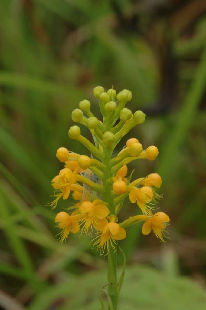 Orchidea gialla crestata 5