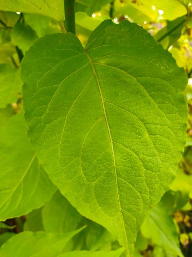 Leycesteria 20
