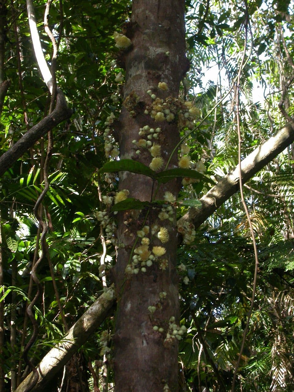 Syzygium 11