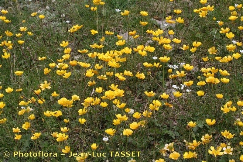 Ranunculus aduncus 11
