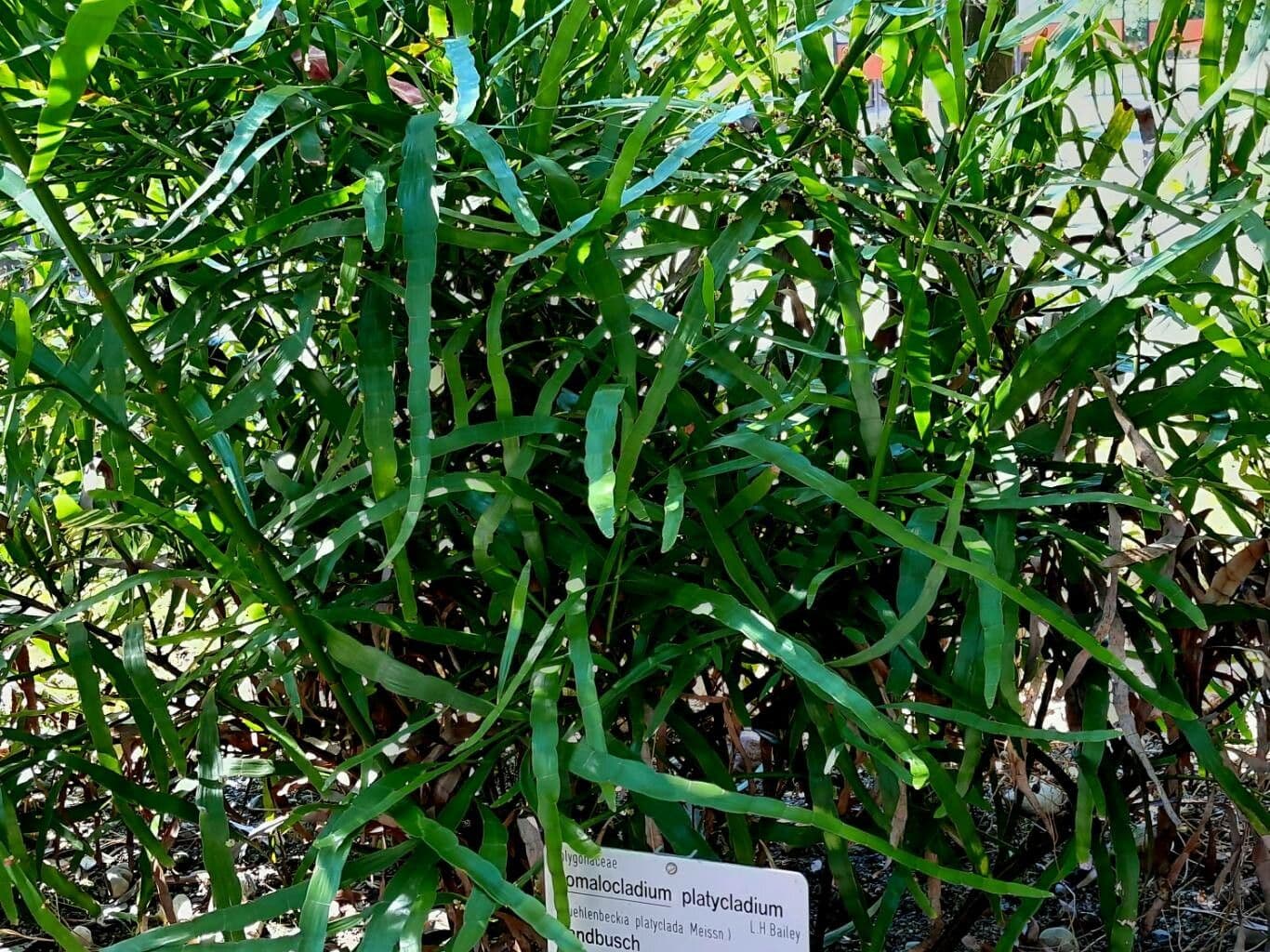 Drahtwein 9