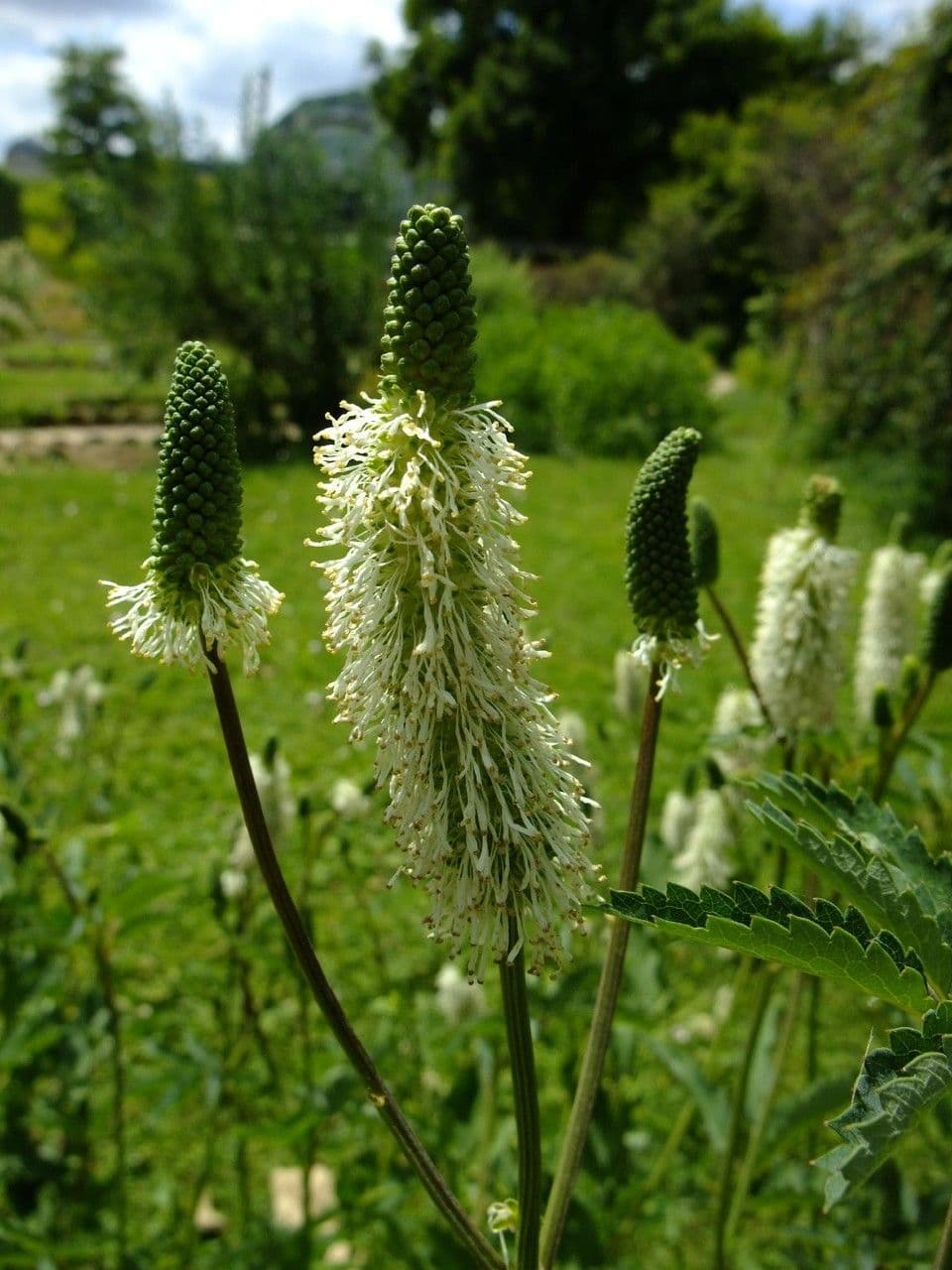 Sanguisorba canadese 5