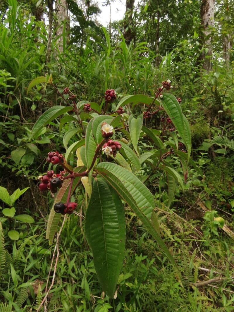 Miconia 3