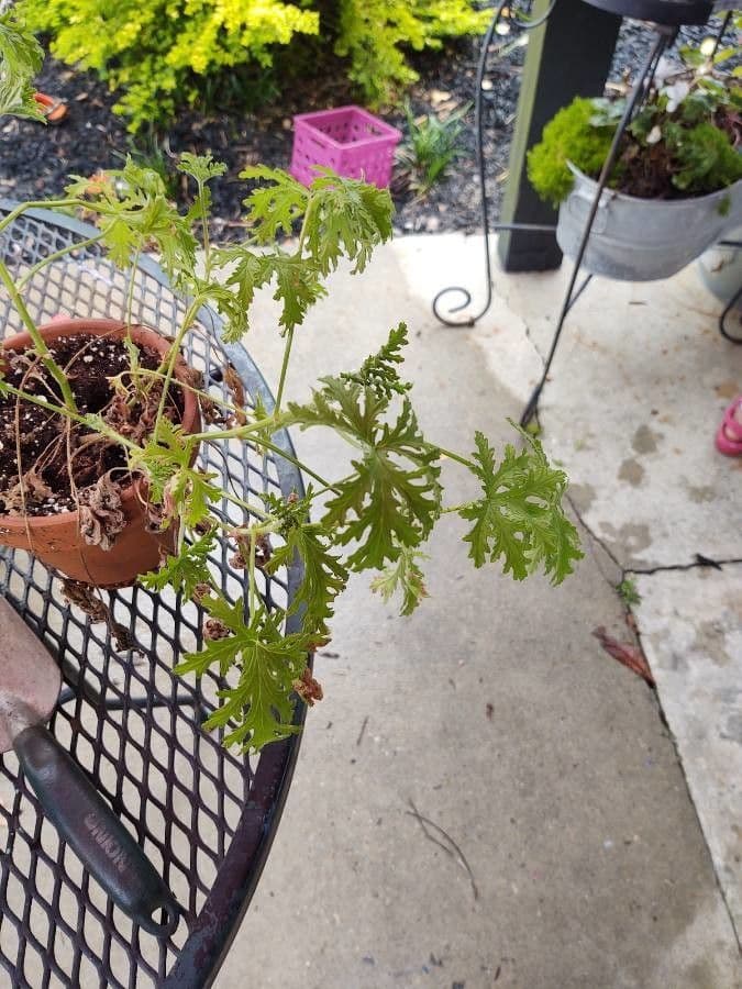 Citronella 2