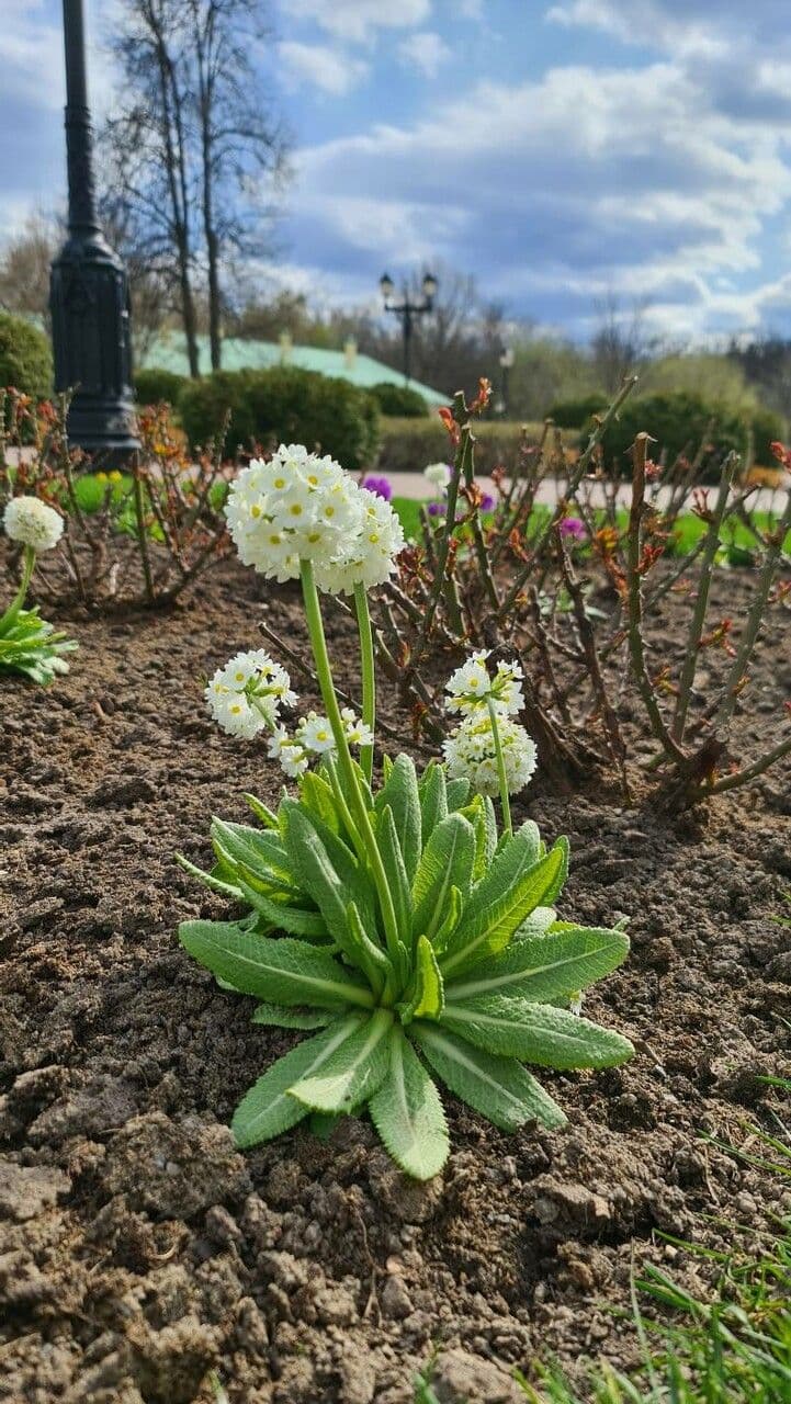 Primula denticolata 14