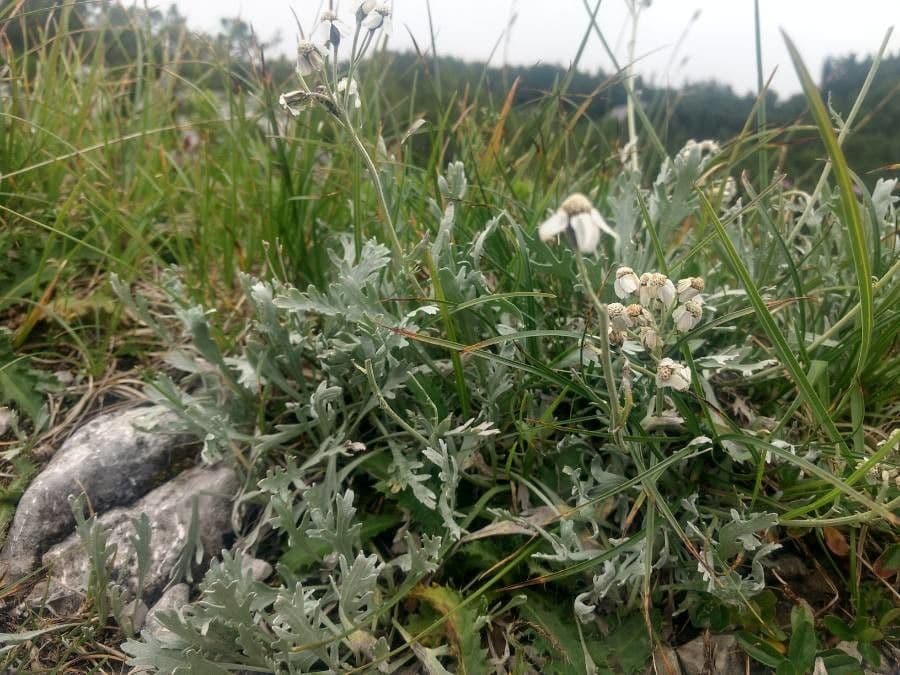 Achillea erba-rotta 8