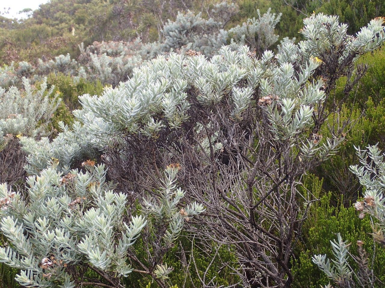 Hubertia 11