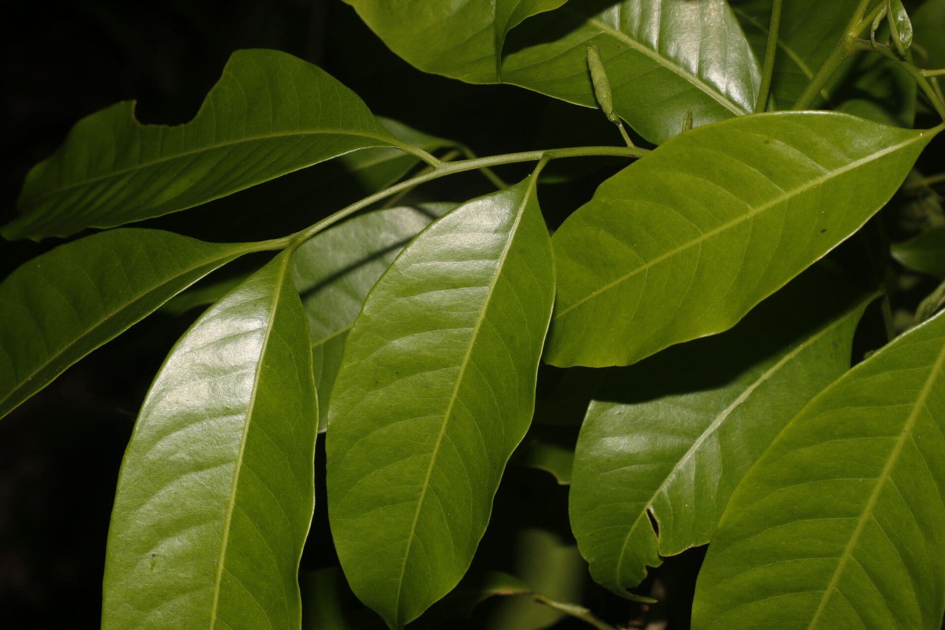 Trichilia 2