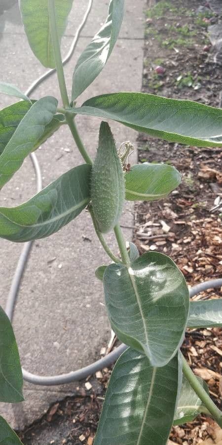 Asclepias