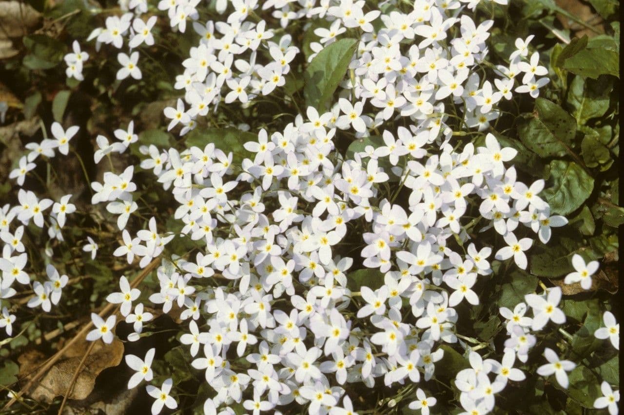Houstonia azzurra 16