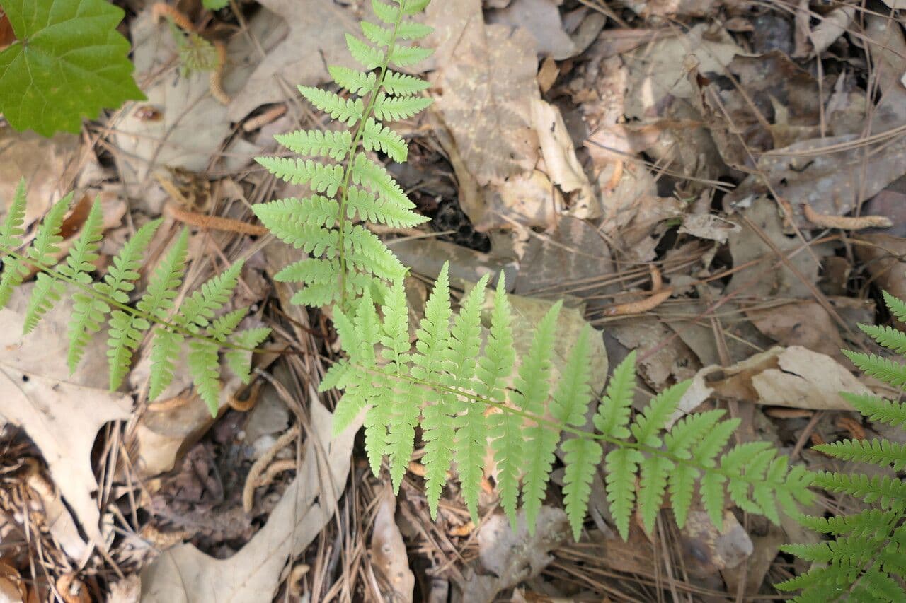 Athyrium asplenioides 2