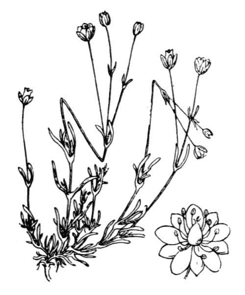 Sabulina 3