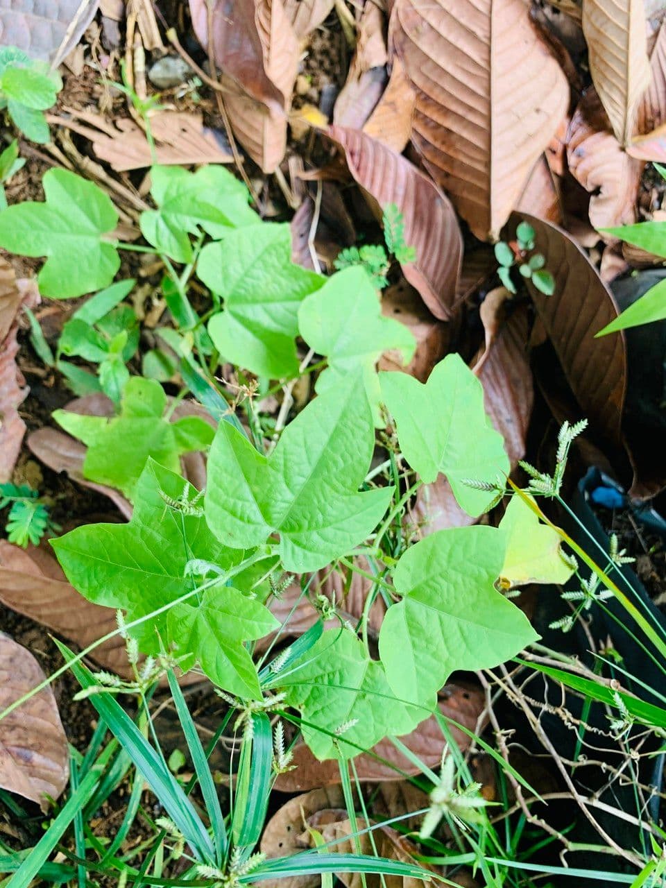 Passiflora 14