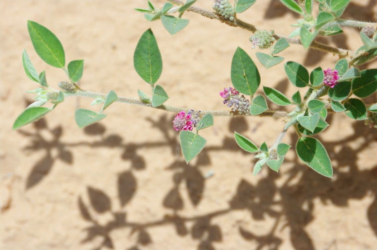 Indigofera diphylla 17