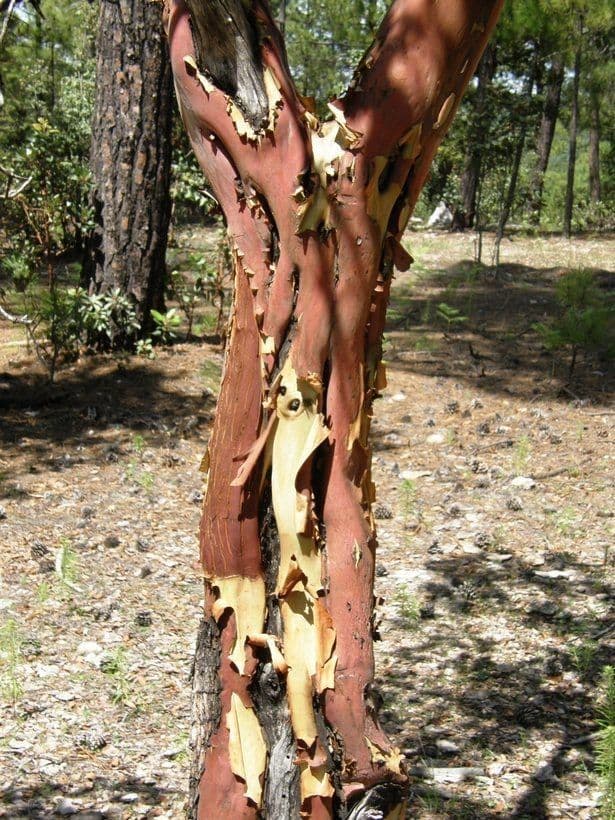 Arbutus xalapensis 21