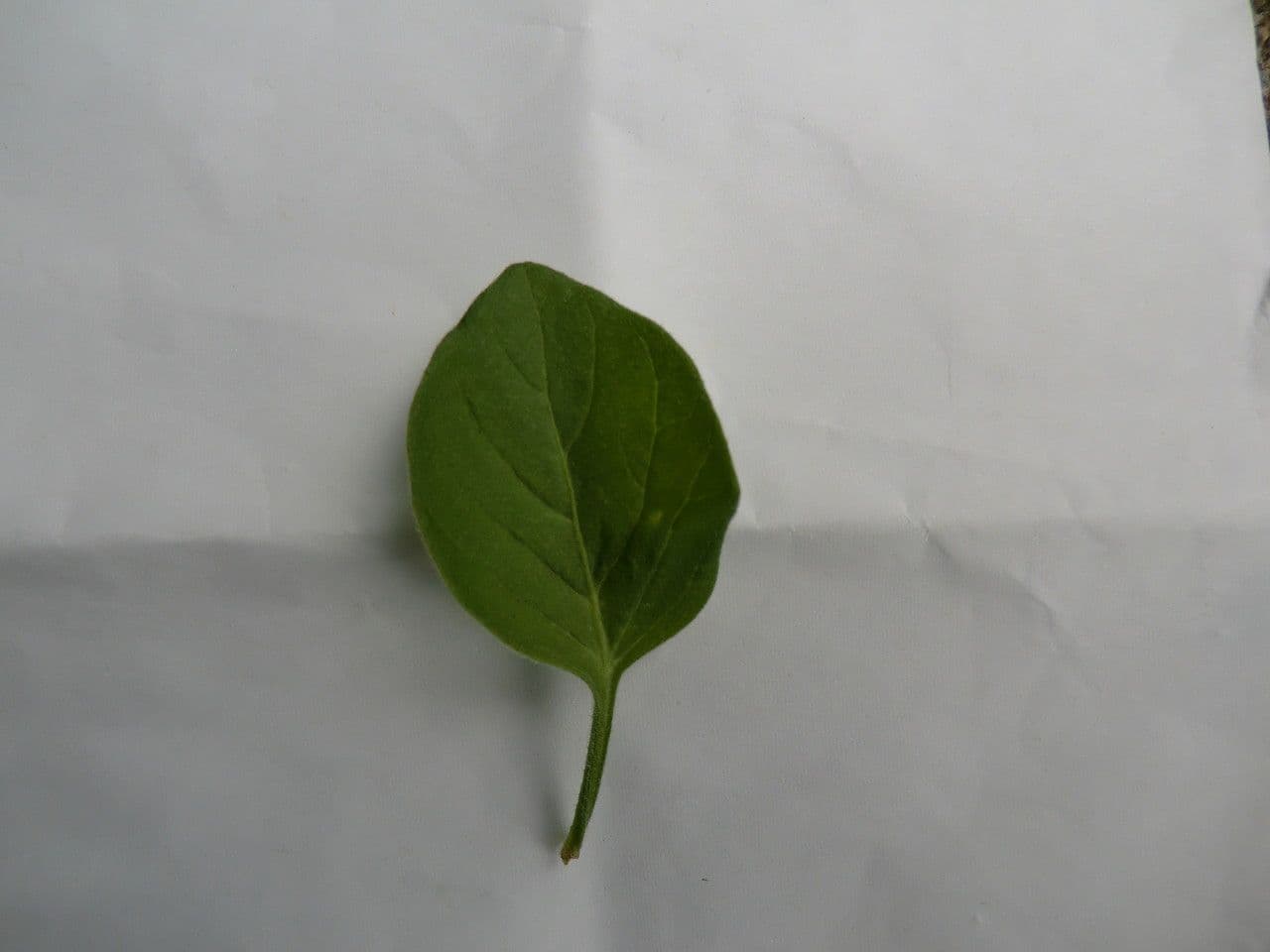 Salpichroa origanifolia 28