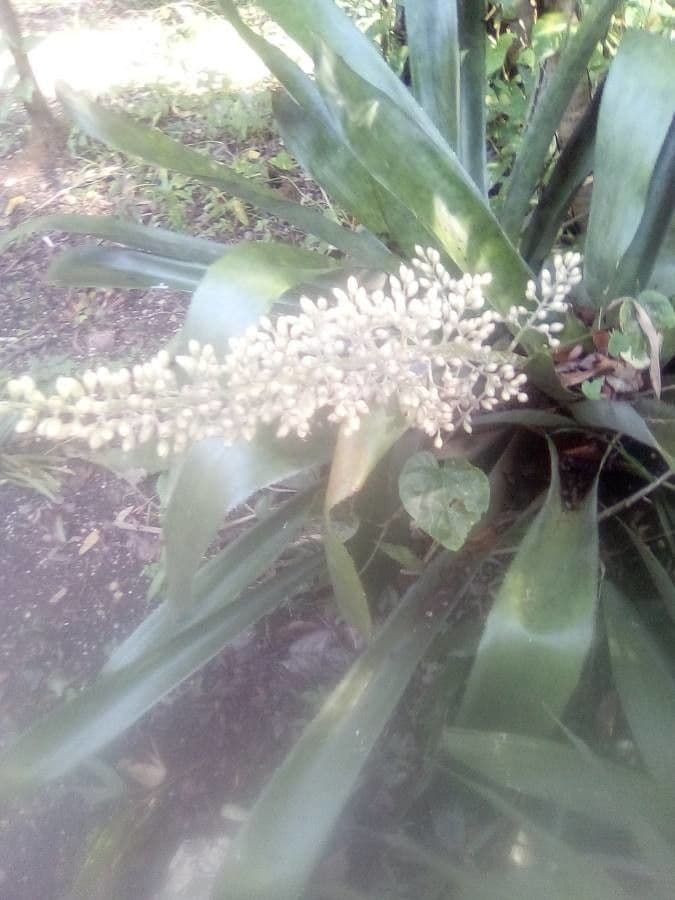 Aechmea 9