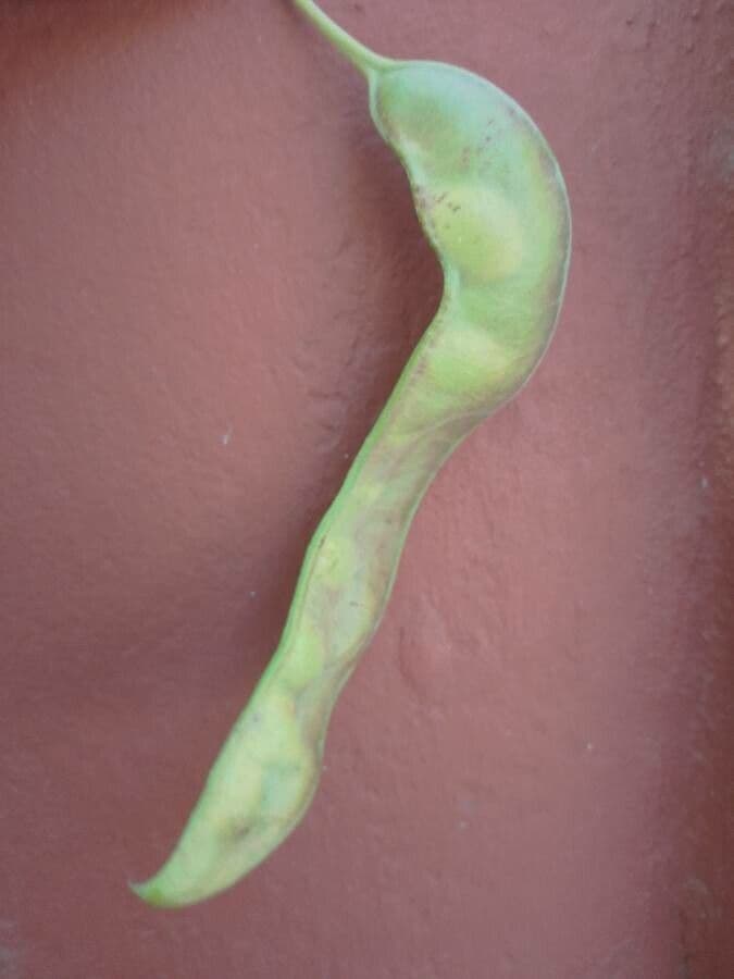 Acacia