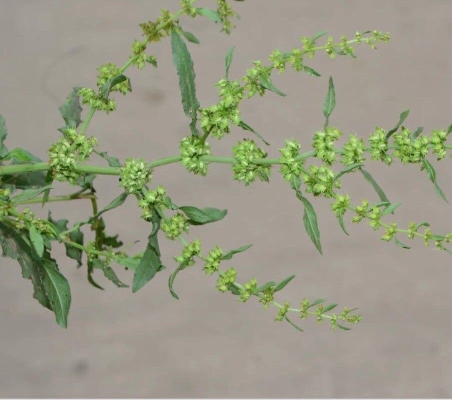 Rumex dentatus 8
