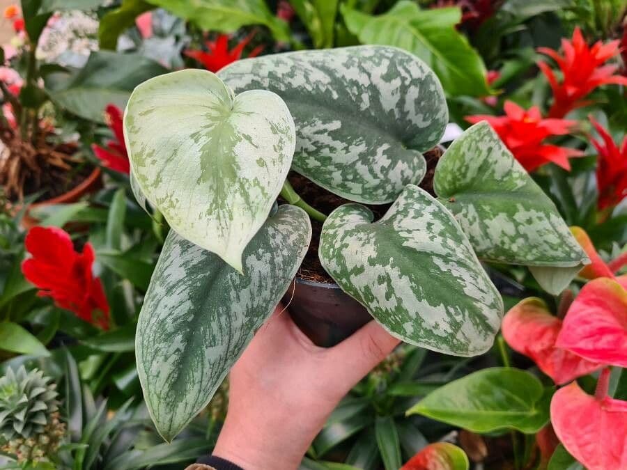 Scindapsus 14