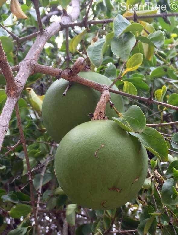 Kafferapfelsine