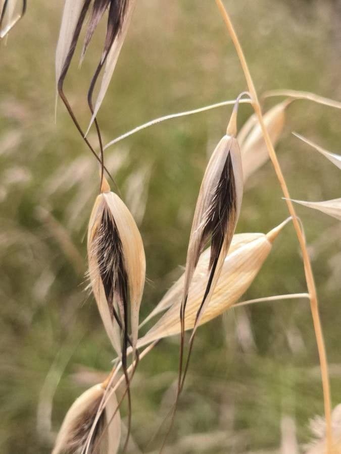 Flughafer 3